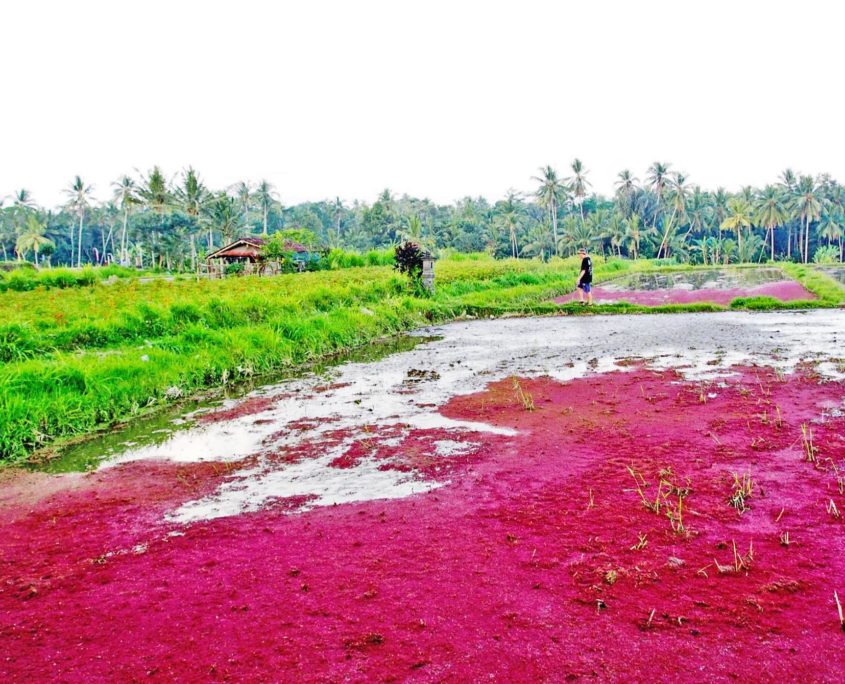 Photos from Run #1323 Balai Subak Jempeng, Carangsari