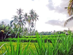 Photos from Run #1323 Balai Subak Jempeng, Carangsari