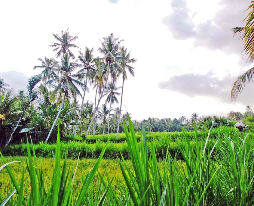 Photos from Run #1323 Balai Subak Jempeng, Carangsari