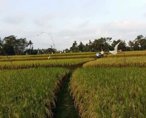 Bali Hash House Harriers 2 Run #1376 at Jukut Paku Market, Singakerta, Ubud 