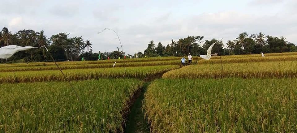 Bali Hash House Harriers 2 Run #1376 at Jukut Paku Market, Singakerta, Ubud