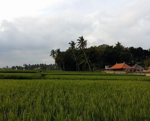 Bali Hash House Harriers 2 Run #1376 at Jukut Paku Market, Singakerta, Ubud 