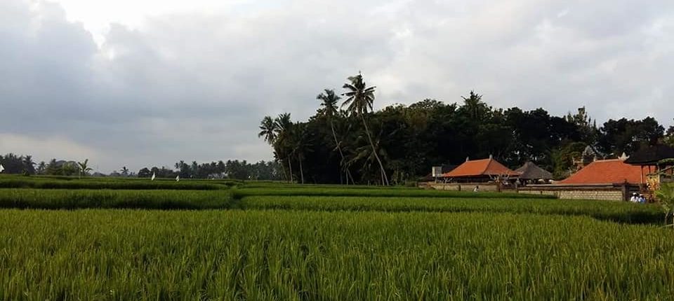 Bali Hash House Harriers 2 Run #1376 at Jukut Paku Market, Singakerta, Ubud