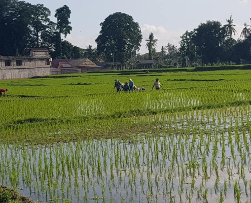 BALI HASH HOUSE HARRIERS 2 HASH TRASH RUN 1470