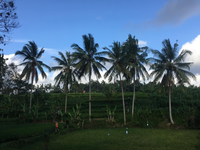 HASH TRASH & REFLECTIONS ON BALI HASH HOUSE HARRIERS II RUN #1476 GREEN KUBU TEGALALANG