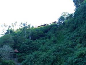 HASH TRASH AND TREES AT MONKEY RIVER KEMENUH