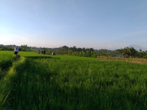 HASH TRASH AND TREES AT MONKEY RIVER KEMENUH