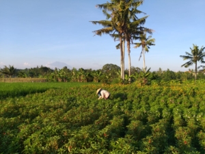 HASH TRASH AND TREES AT MONKEY RIVER KEMENUH