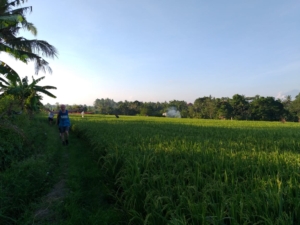 HASH TRASH AND TREES AT MONKEY RIVER KEMENUH