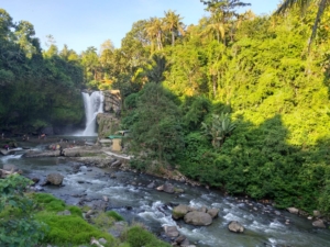 HASH TRASH AND TREES AT MONKEY RIVER KEMENUH