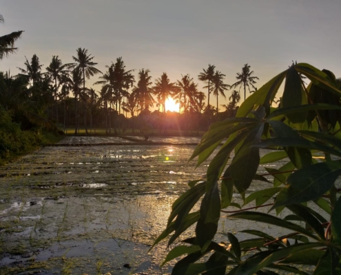 HASH TRASH AND TREES AT MONKEY RIVER KEMENUH