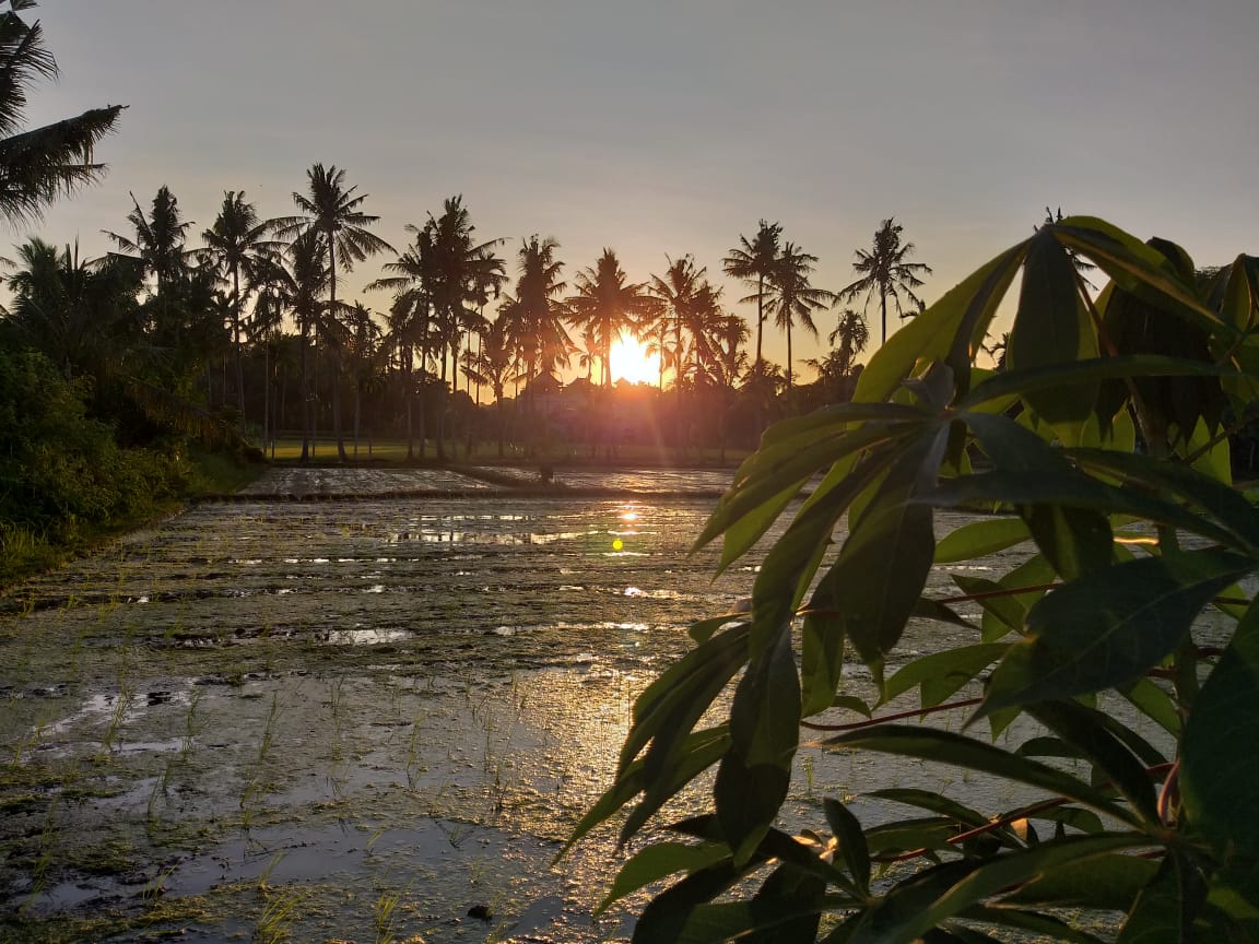 HASH TRASH AND TREES AT MONKEY RIVER KEMENUH