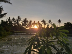 HASH TRASH AND TREES AT MONKEY RIVER KEMENUH