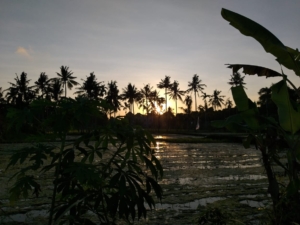 HASH TRASH AND TREES AT MONKEY RIVER KEMENUH