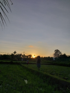 HASH TRASH AND TREES AT MONKEY RIVER KEMENUH