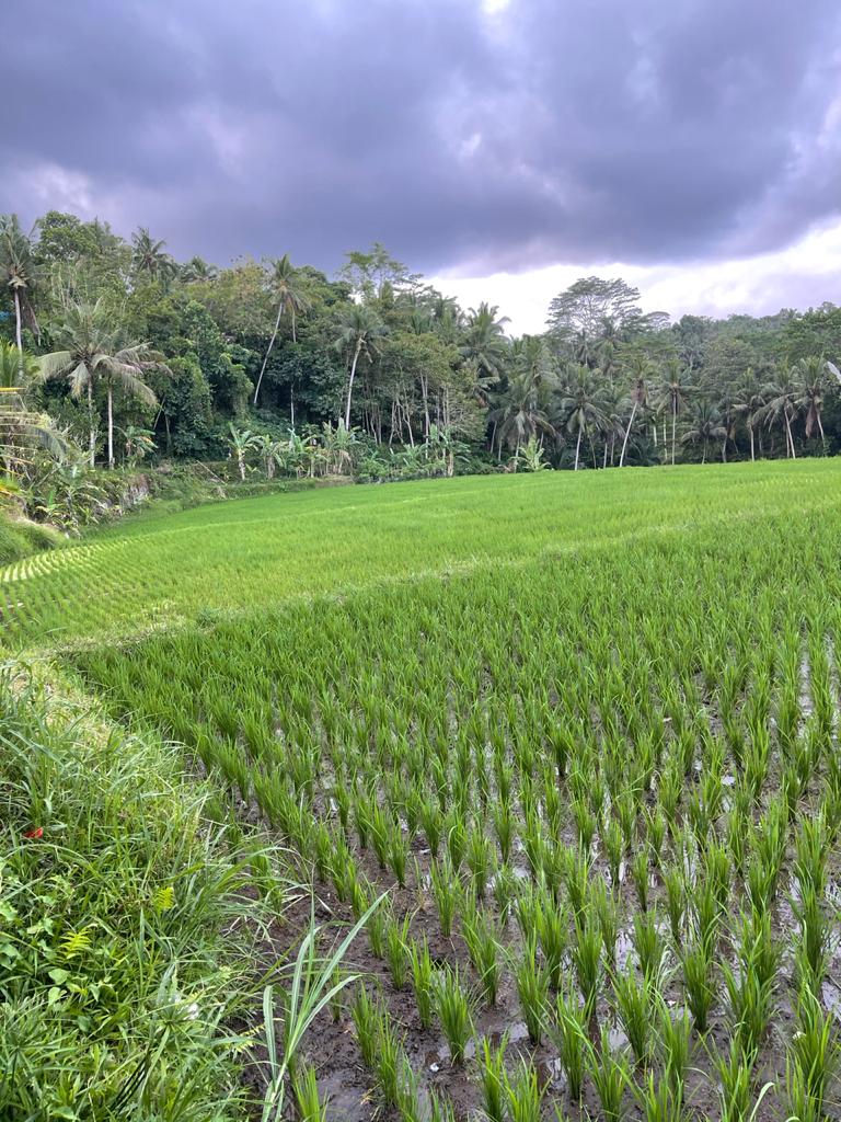 HASH TRASH BALI HHHII BUKIT JATI MAY DAY 2021